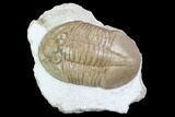 Valdaites Trilobite From Russia - Rare Species #99249-2